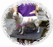 serengeti_posado.jpg