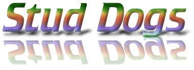 stud-dogs.jpg